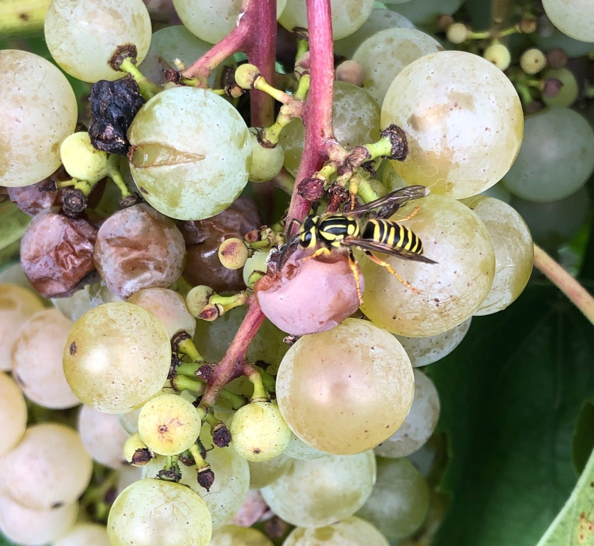 Yellowjackets feeding on grapes